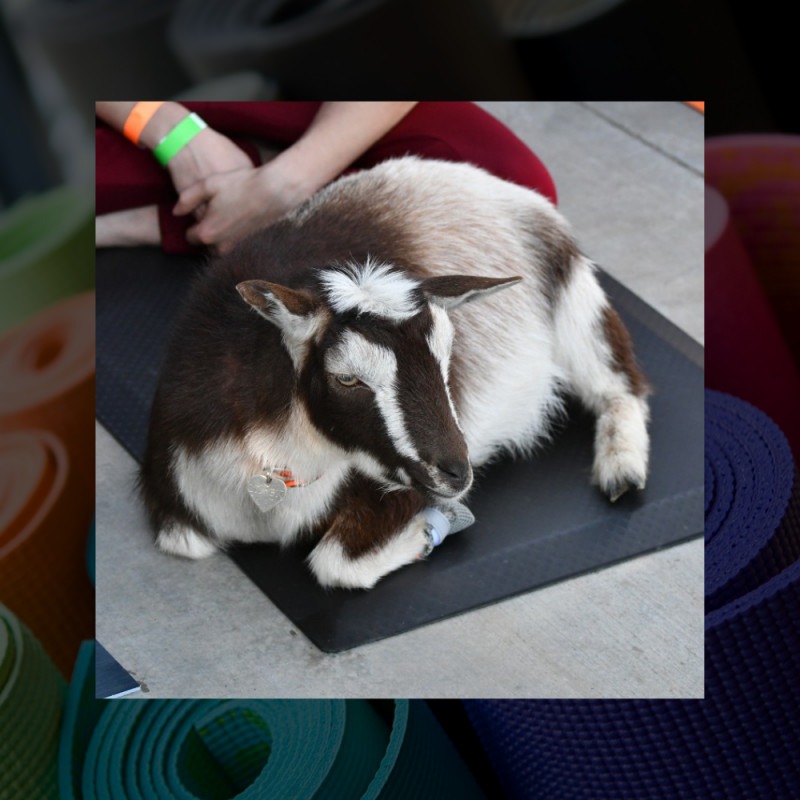GOAT YOGA AT STARKIE BROTHERS GARDEN CENTER