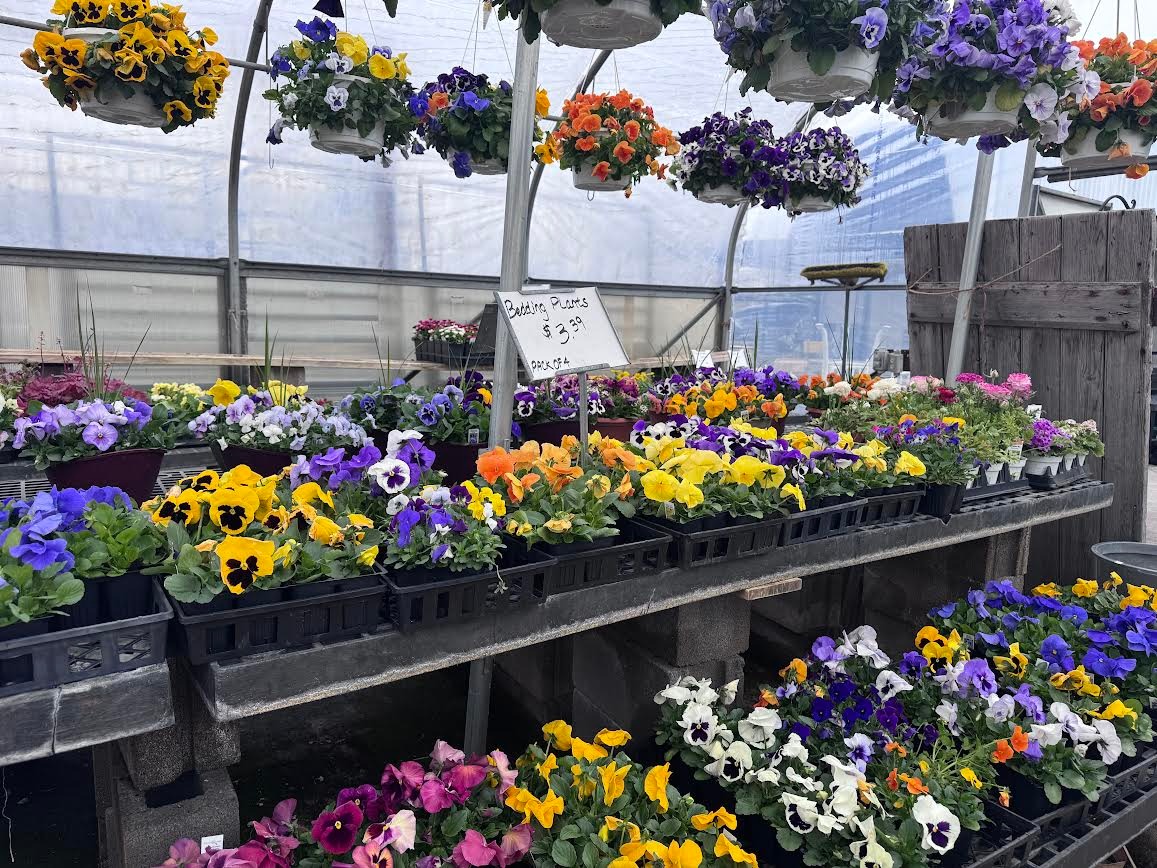 Fresh Bedding Plants Are In!