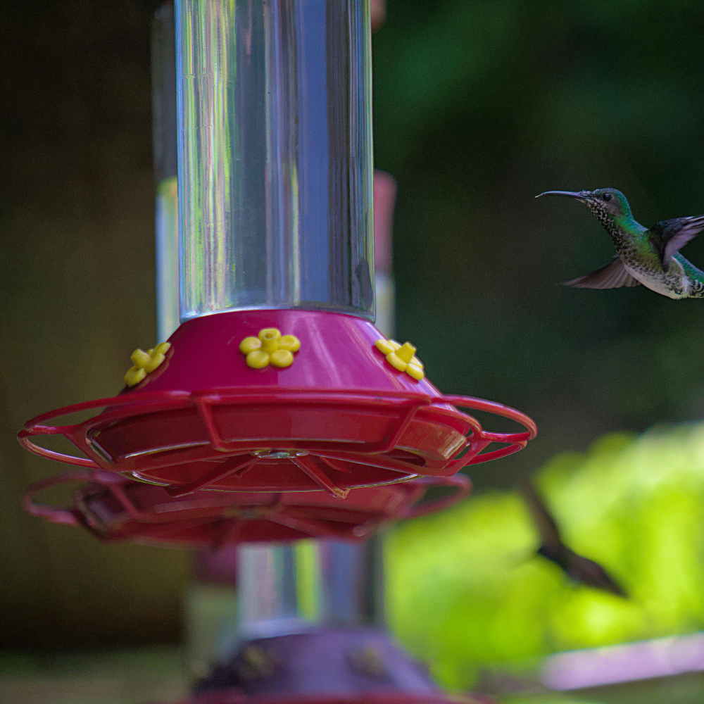 Hummingbird Feeders