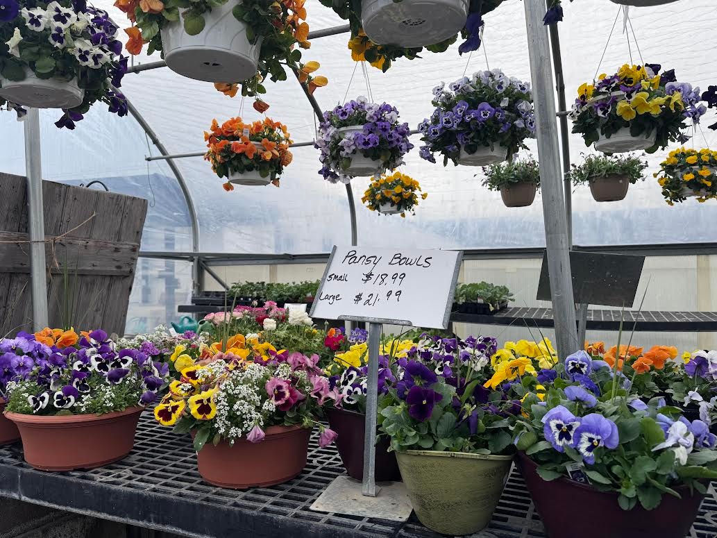 Brighten your porch with our beautiful Pansy Bowls!