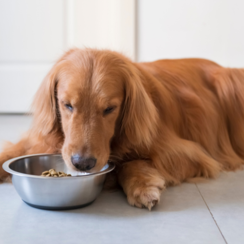 Canidae Pure Farm to Bowl Offer!