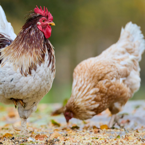 Kalmbach Layer Pellets Offer!