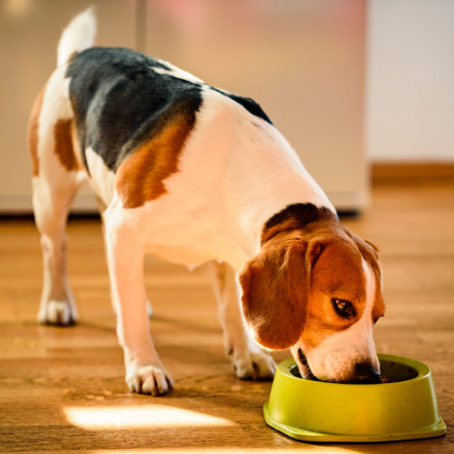 The Honest Kitchen Special!