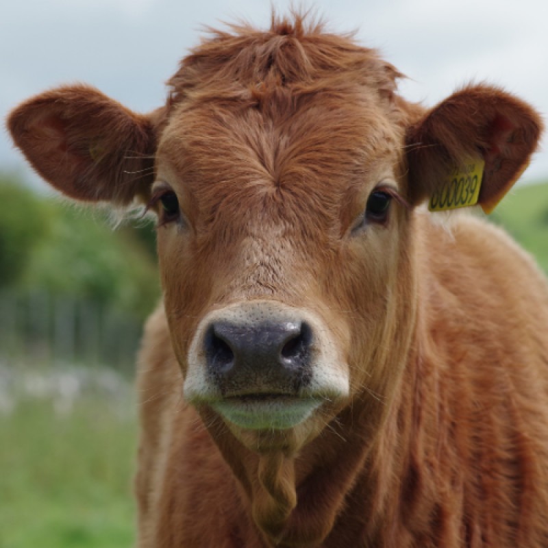 January Mineral Special!