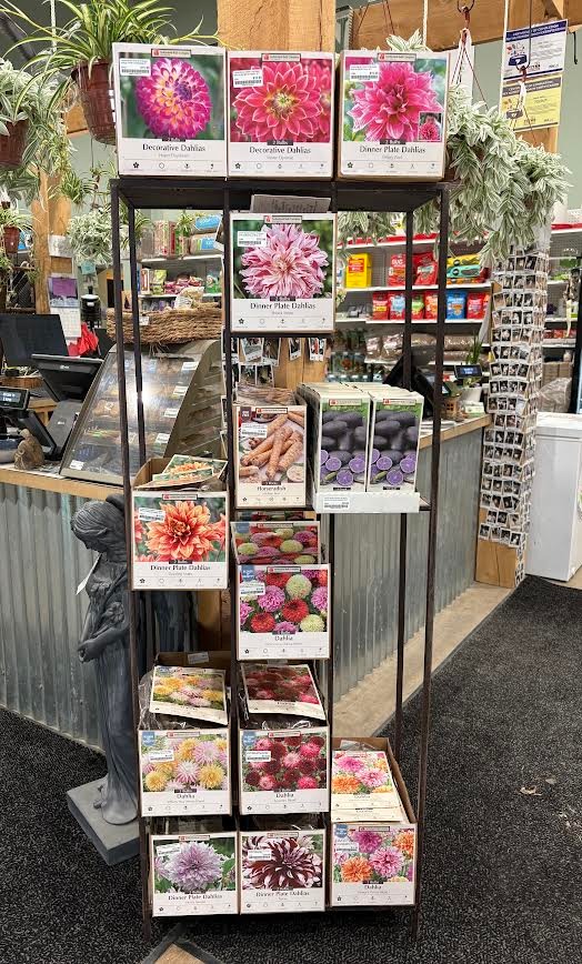 🌼 Summer-Blooming Bulbs Are In!