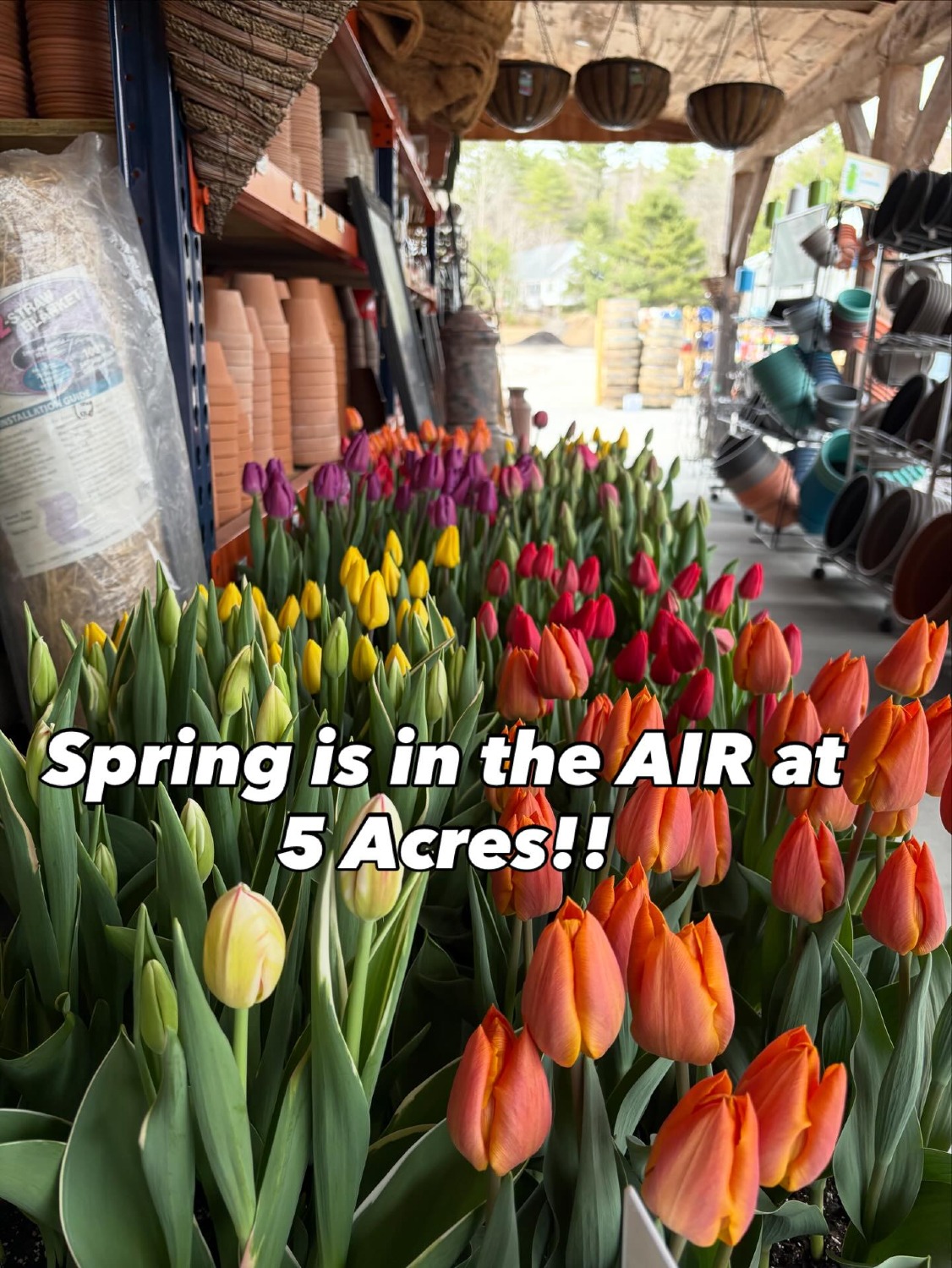 Spring Is in the Air!