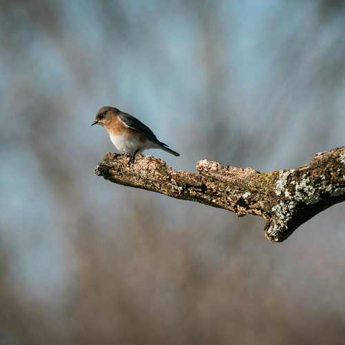 WILD BIRD FEEDING TIME!