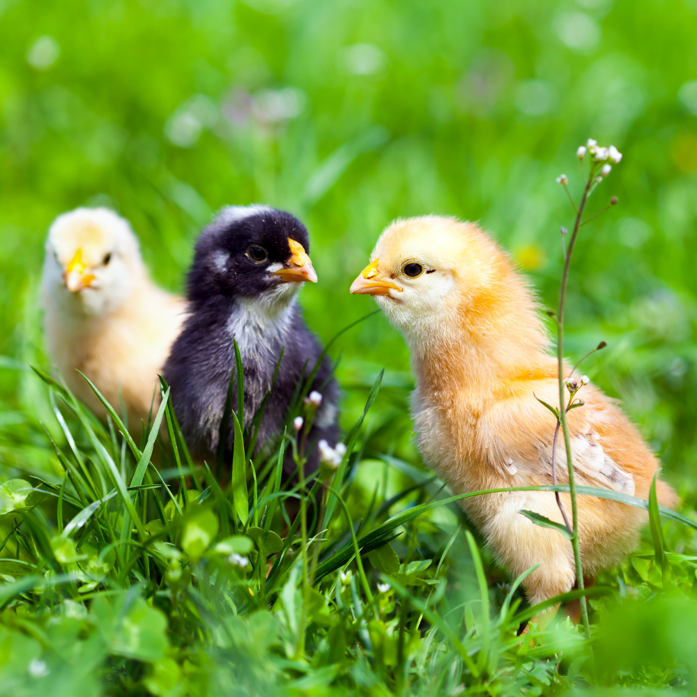 🐣 Chick Days 2026 Starts in March!