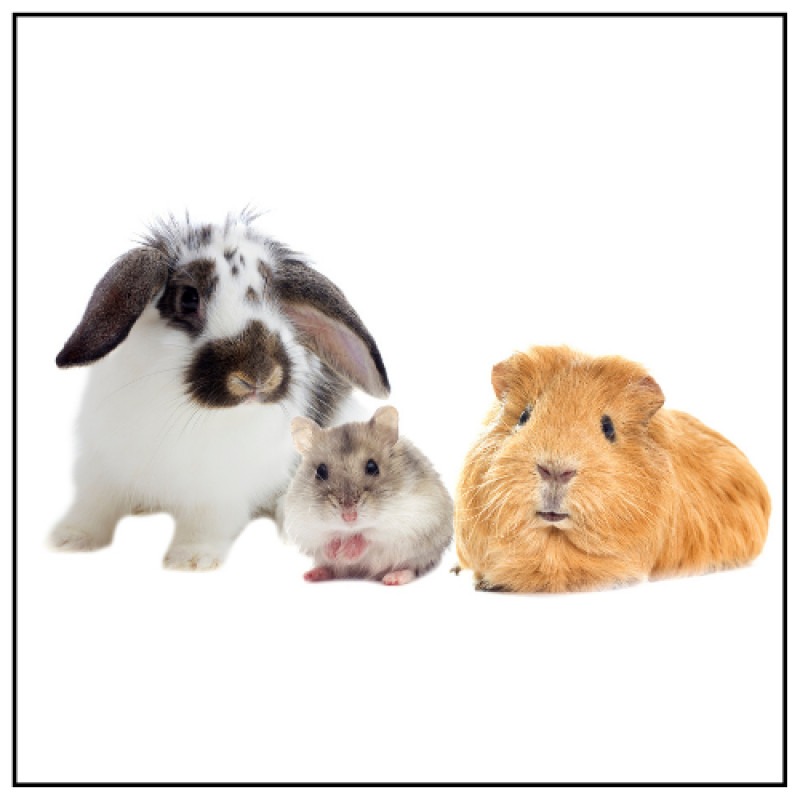 Pet Adoption Program