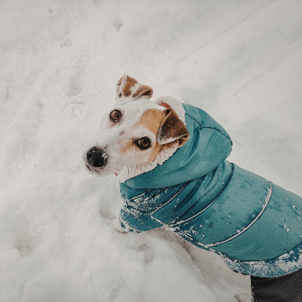 50% off any dog coat