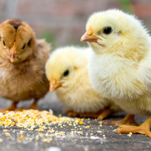 Hanoverdale Agway 2026 Chick List