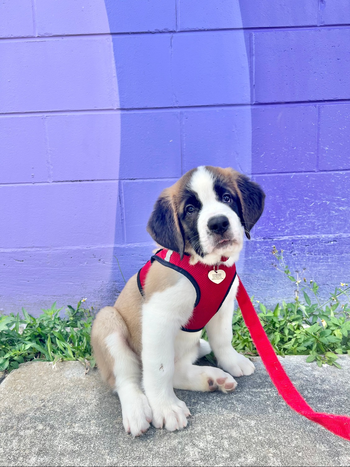 New Puppy & Kitten Parent Packages!