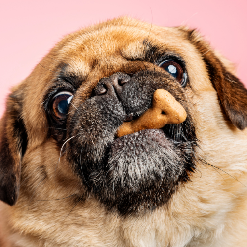 🐾 Weekly Pet Deals 🐾