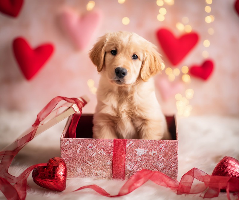 February Treat Of The Month