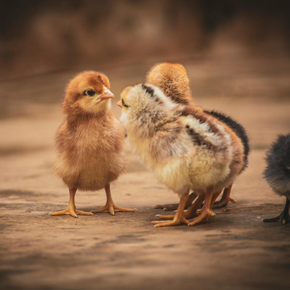 Chick Days Are Here!