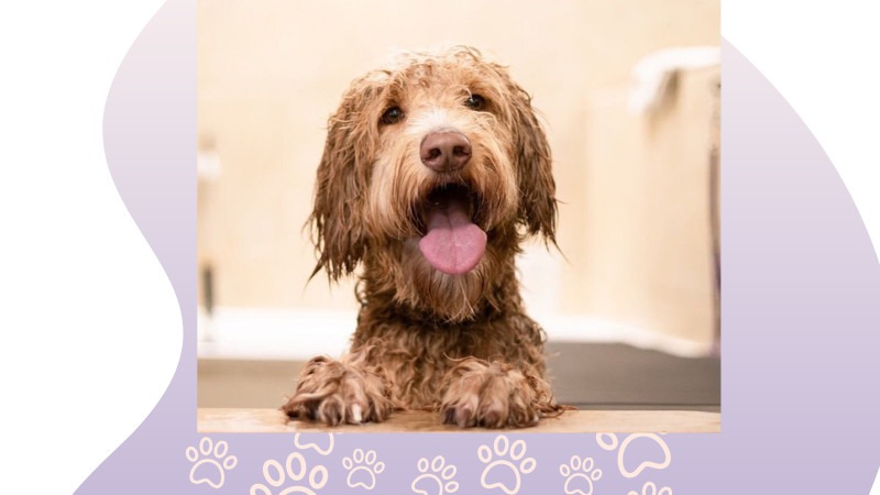 Self-Serve Frequent Bather Card