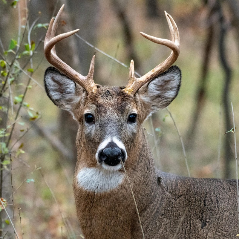 40lb Apple Deer Corn $9.99