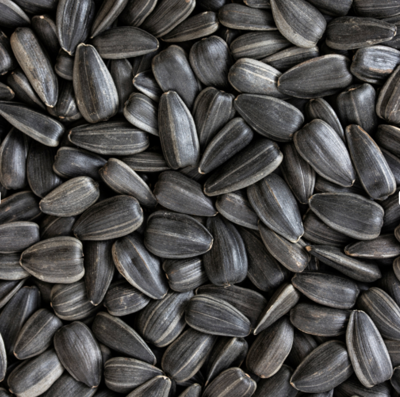 40# Black Oil Bird Seed - $22.99