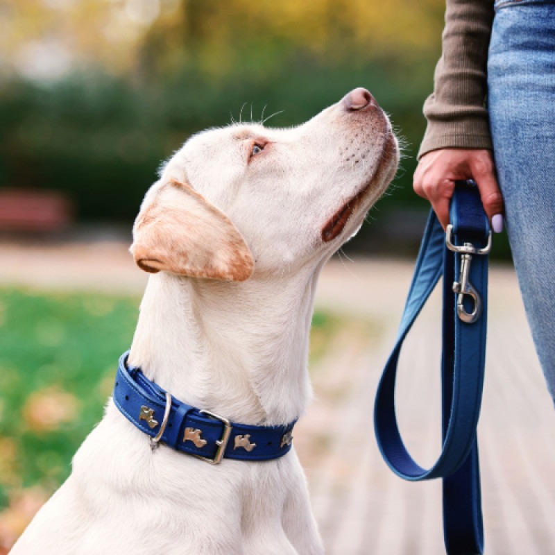 Astro Loyalty Program