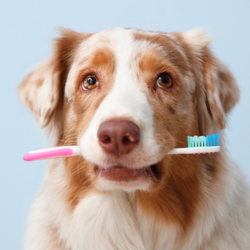 20% Off Dental Products