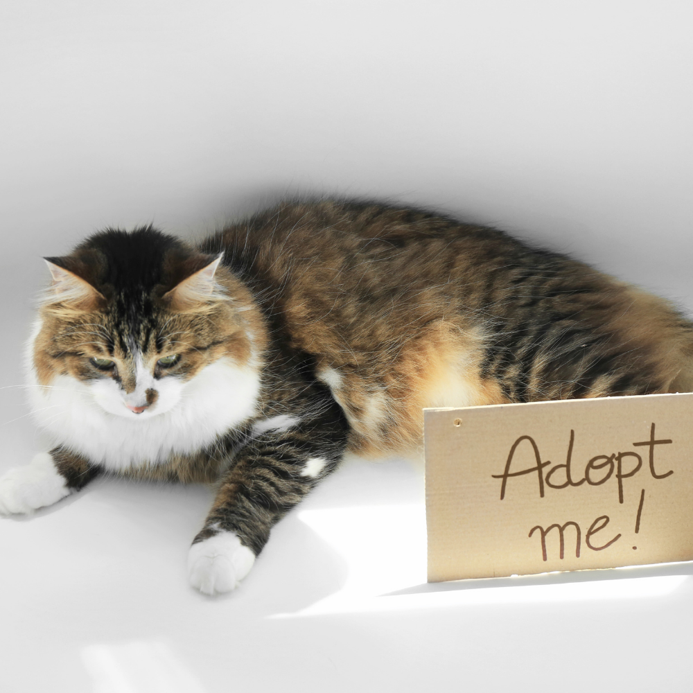 🐱 Cat Adoption Event!