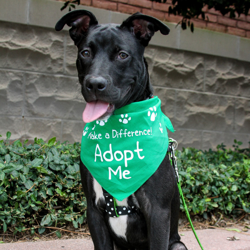 🐶 Dog Adoption Event!