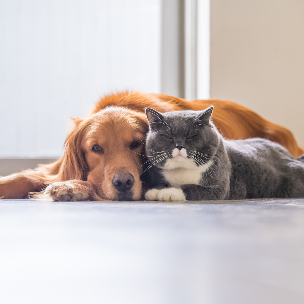 🎉 Pet Adoption Day!