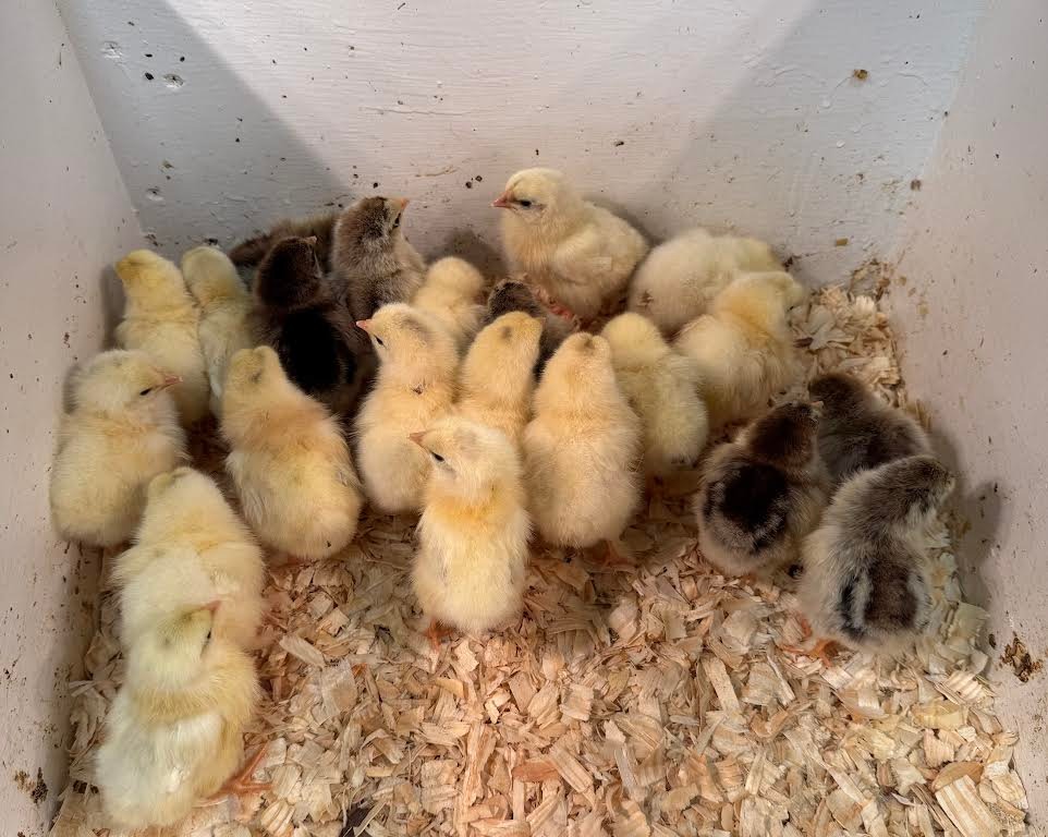 It’s Chick Season! 🐣