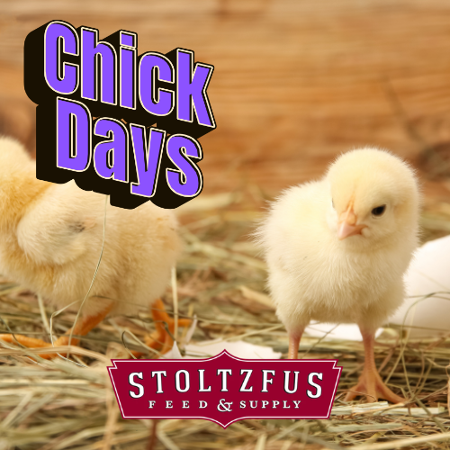 Chick Days