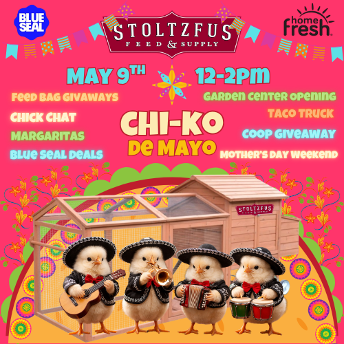 Get ready to celebrate Chi-Ko de Mayo with us! 🎊🐣