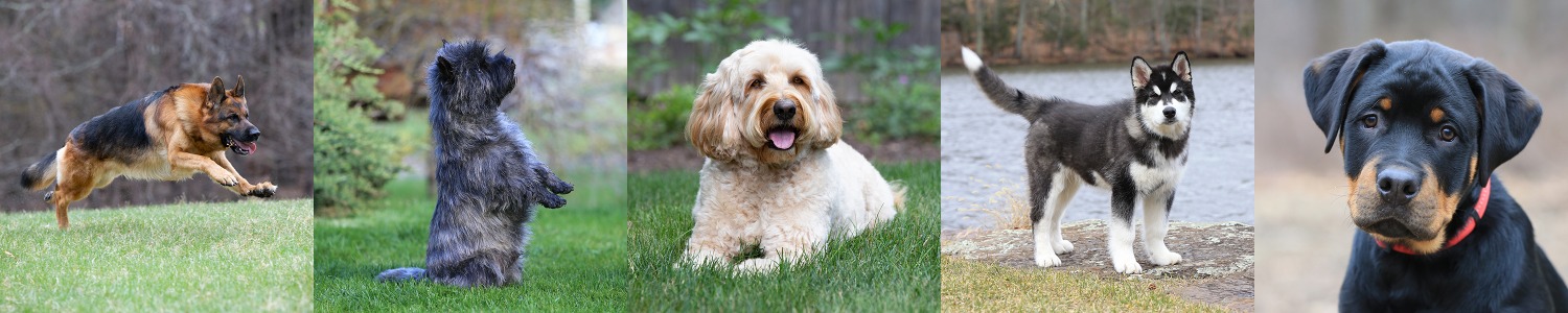 Thursday Dog Training Classes