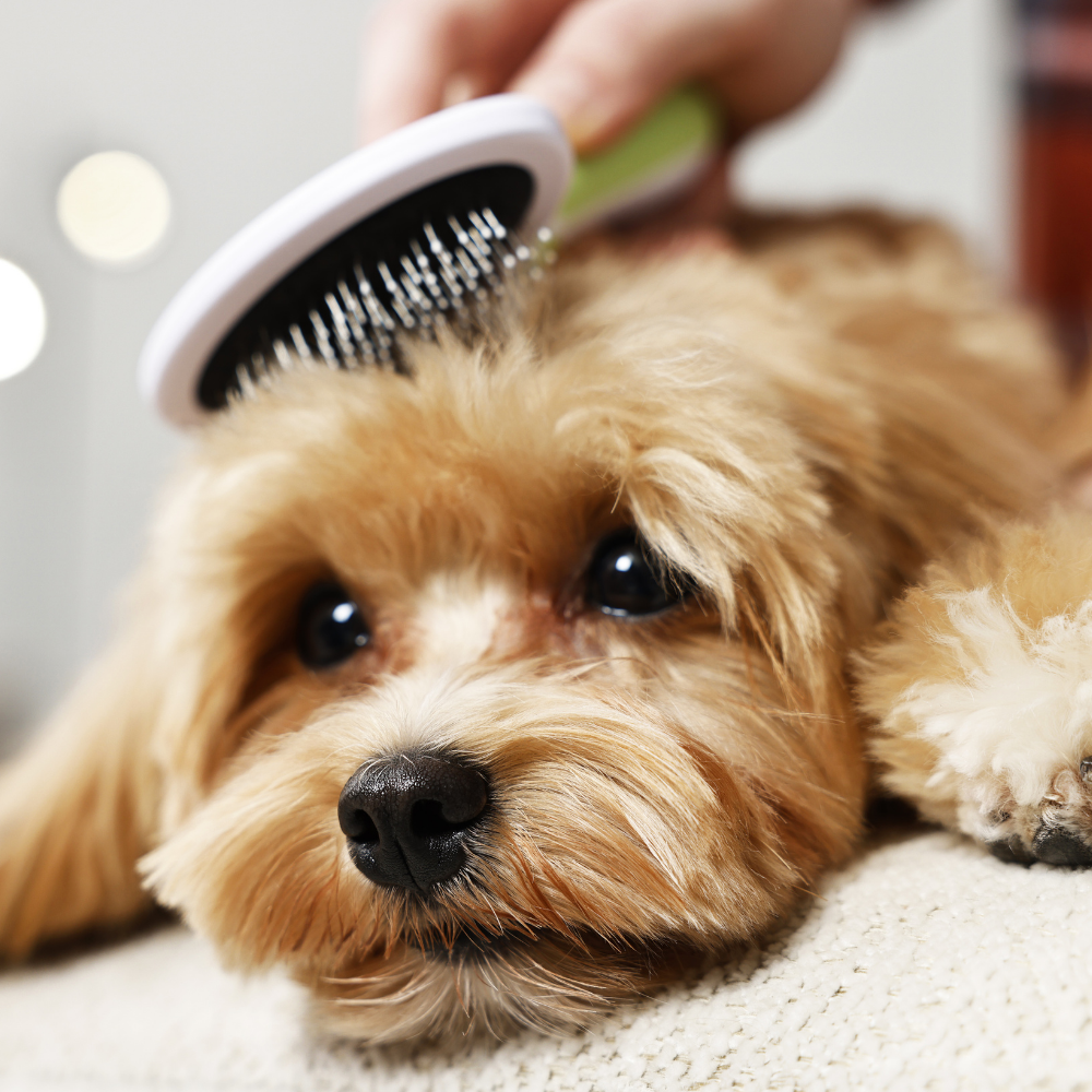 25% Off Grooming Supplies