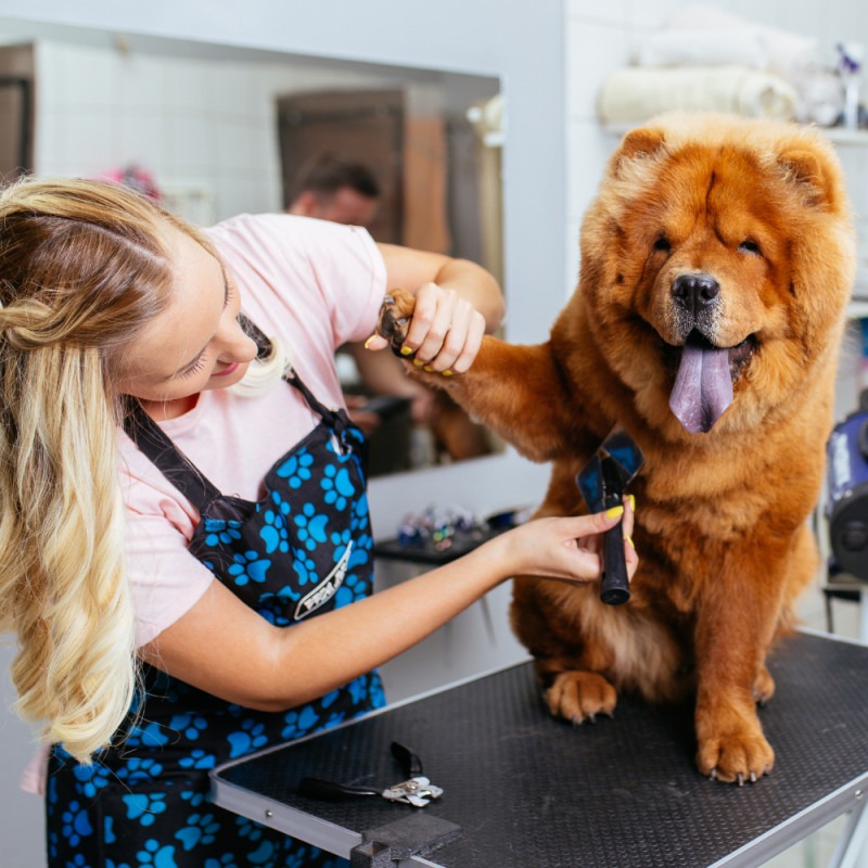 5$ Off Grooming Service