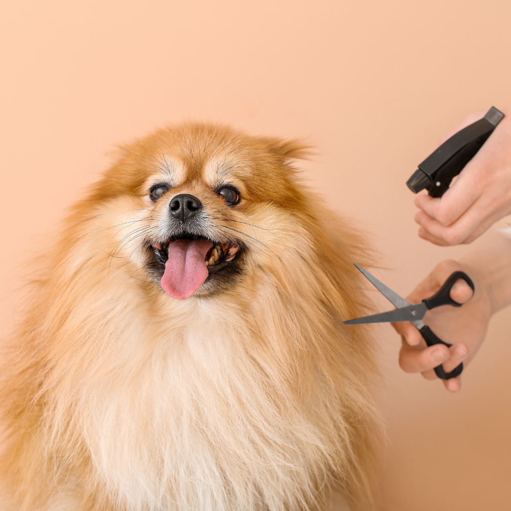 5$ Off Grooming Service