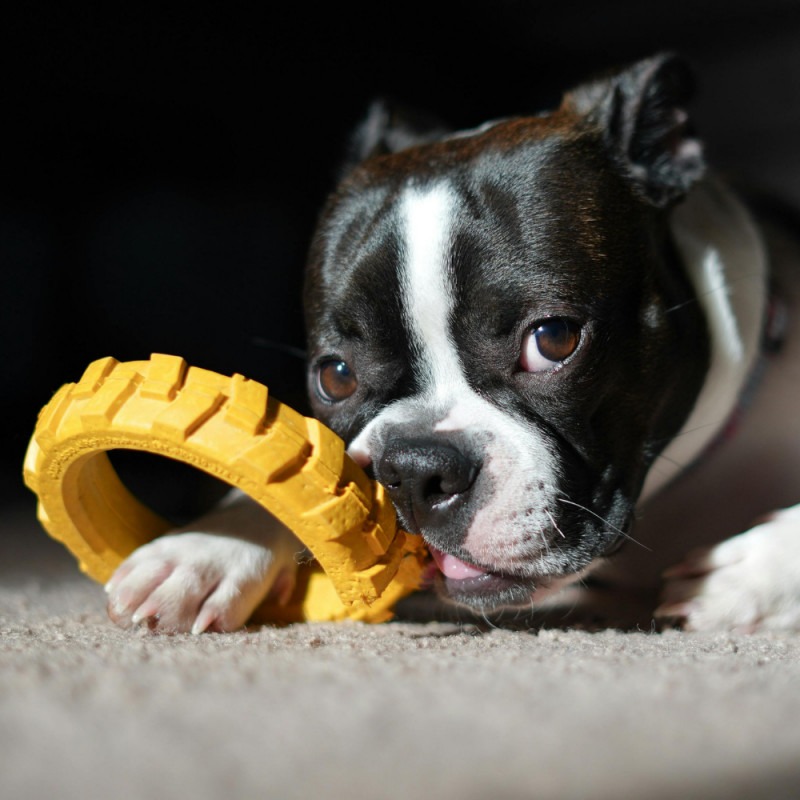 25% Off Toys & Treats