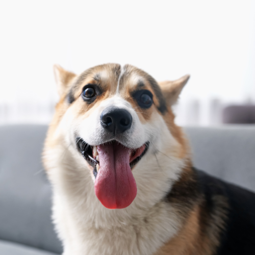 🐾 Weekly Pet Deals 🐾