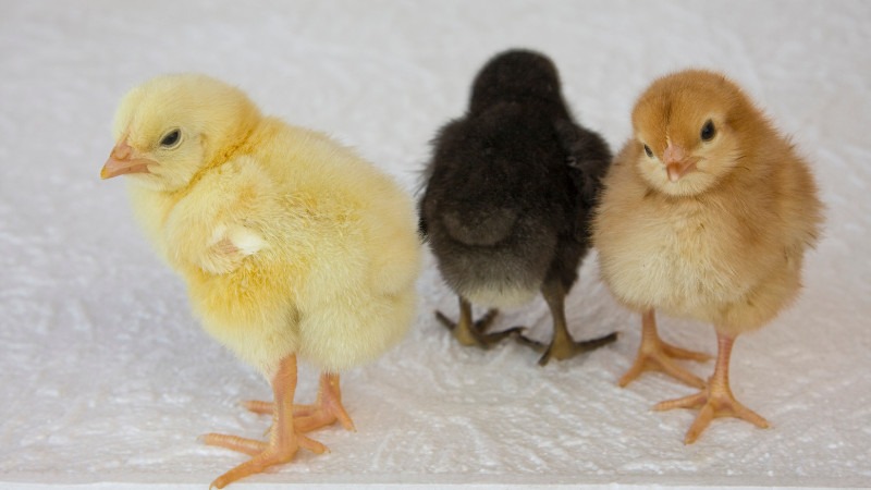 Apache Junction Chick List October - December 2026