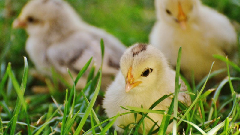 Apache Junction Chick List February - May 2026