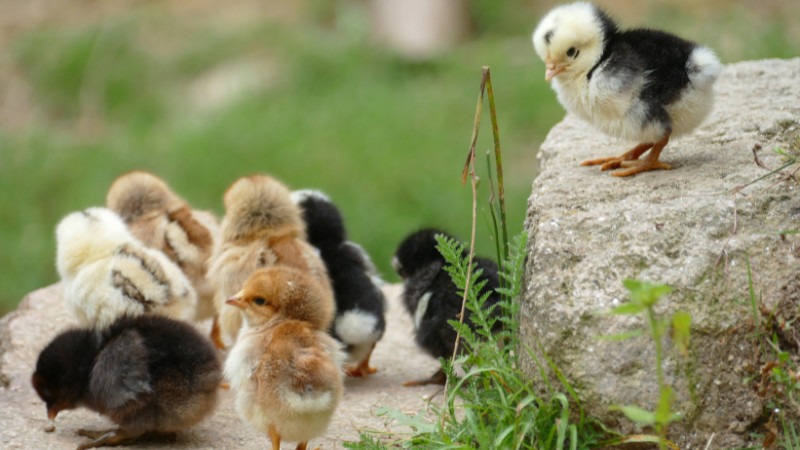 Apache Junction Chick List June - September 2026