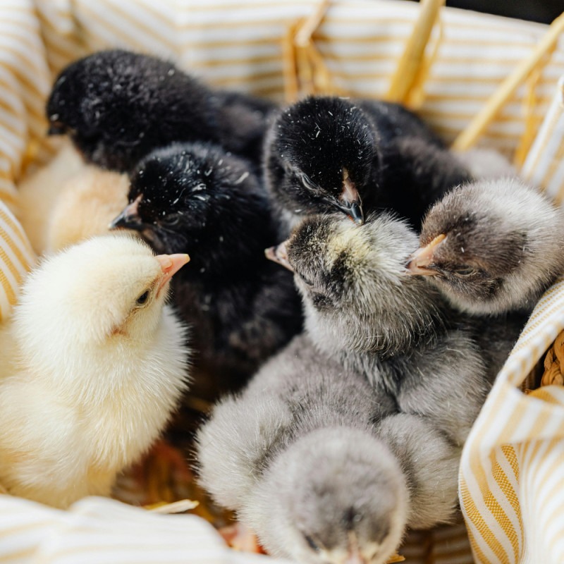 Glendale Chick List July- September 2026