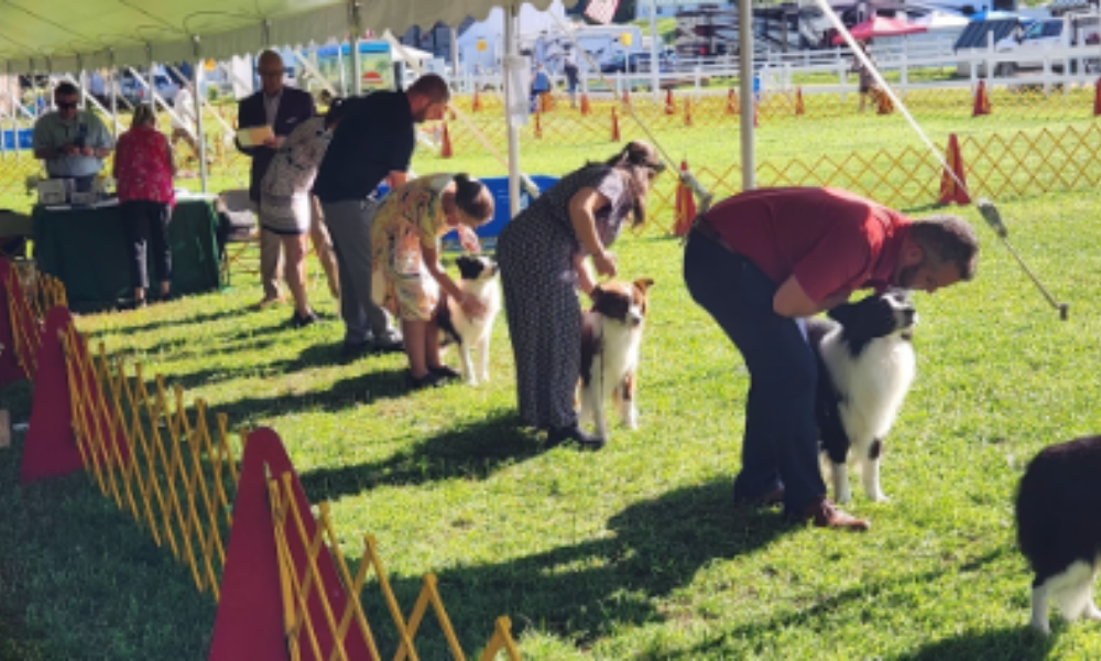WLFS at The Vermont Scenic Circuit Dog Show