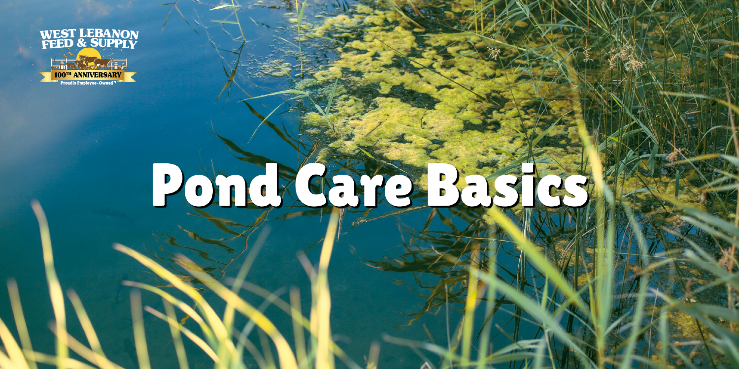 Pond Care Basics: Keep Your Water Clear and Healthy Seminar