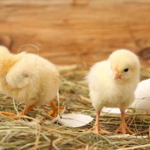 🐣 Save the Date for Baby Chicks at Barnes!