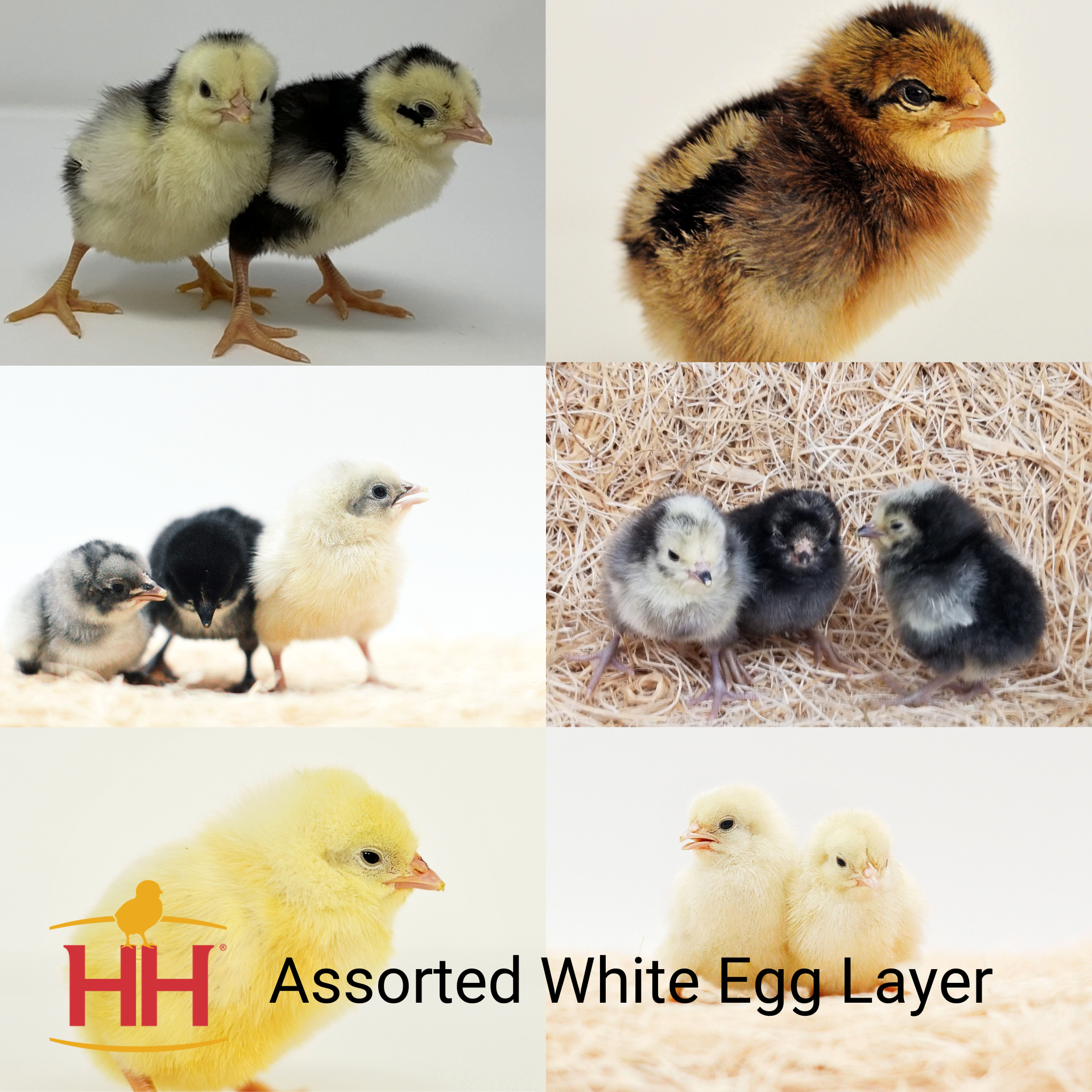 Baby Chicks Arriving - Assorted White Egg Layers Hens