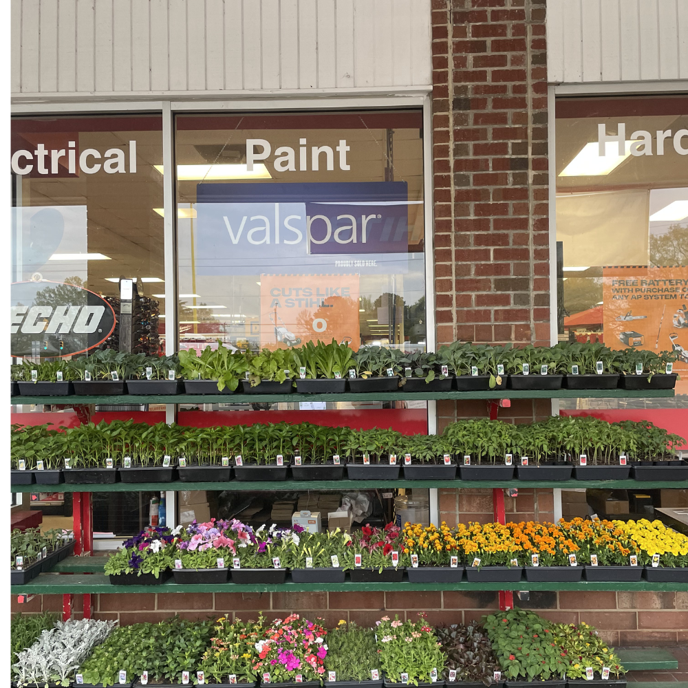 🌸 Fresh Flowers & Garden Plants Have Arrived!