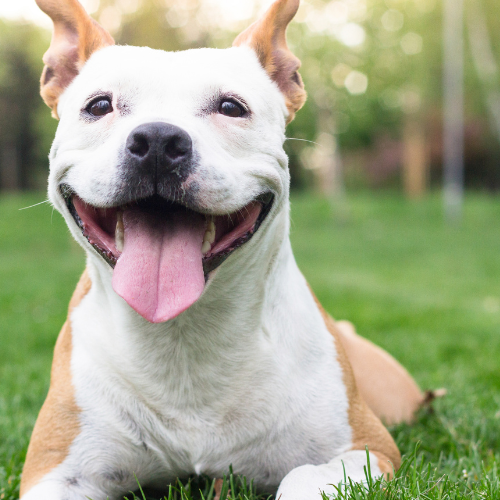 🐾 Pet Clinic Signup! 🐾