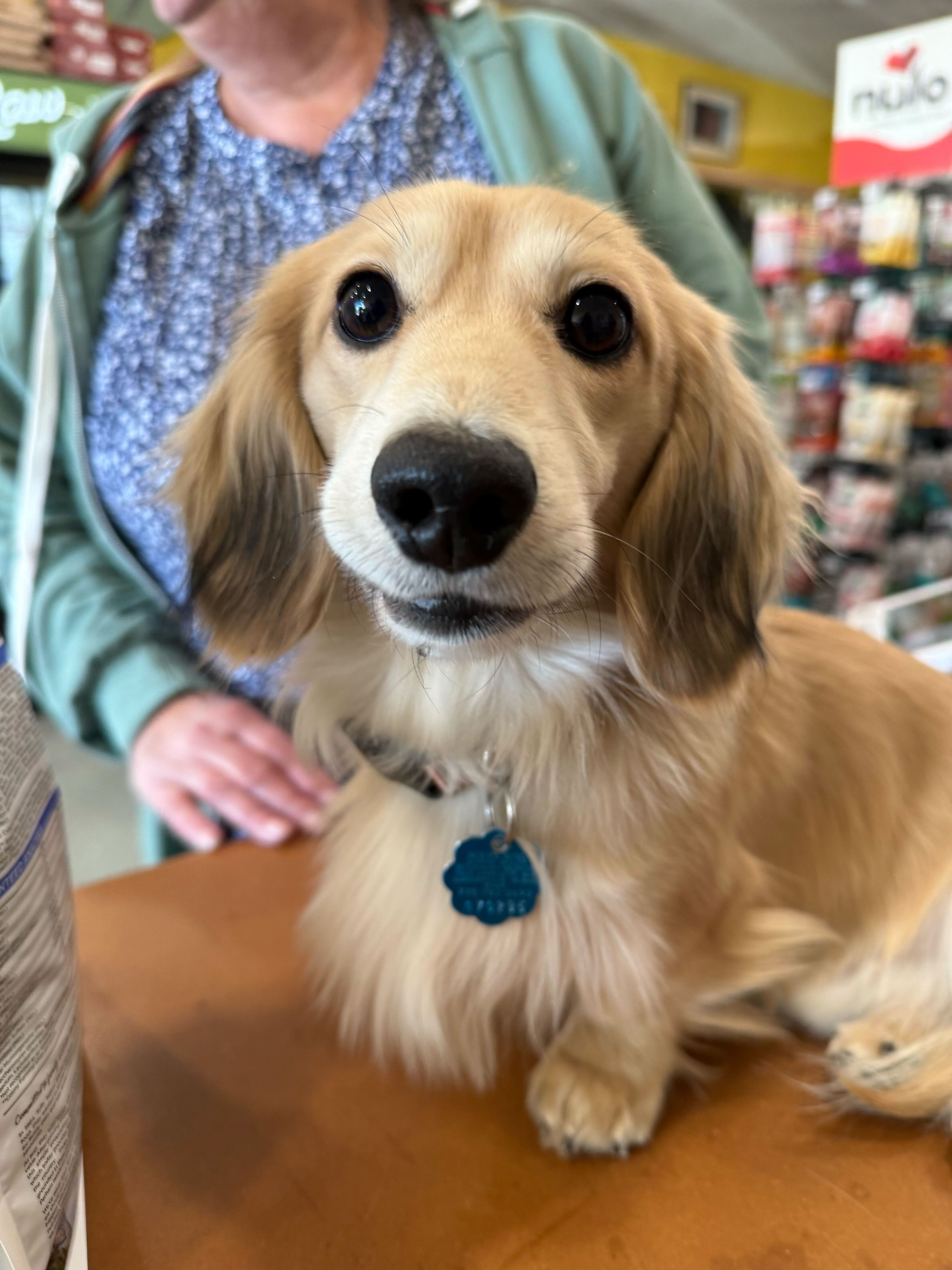 💛 Weenie Wednesday Spotlight: Meet Finn!