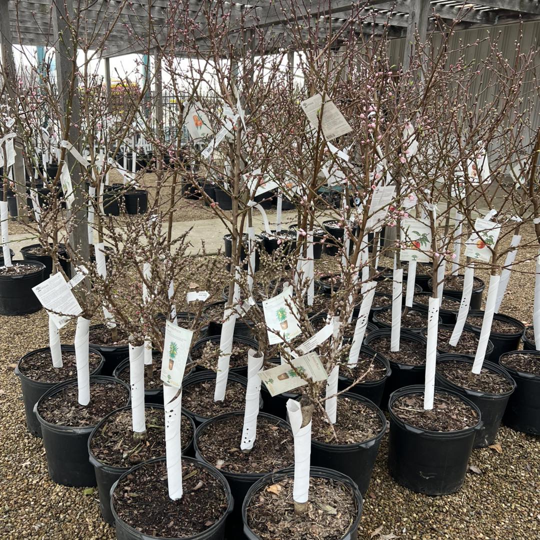 Pittsburgh Agway - Butler Agway photo