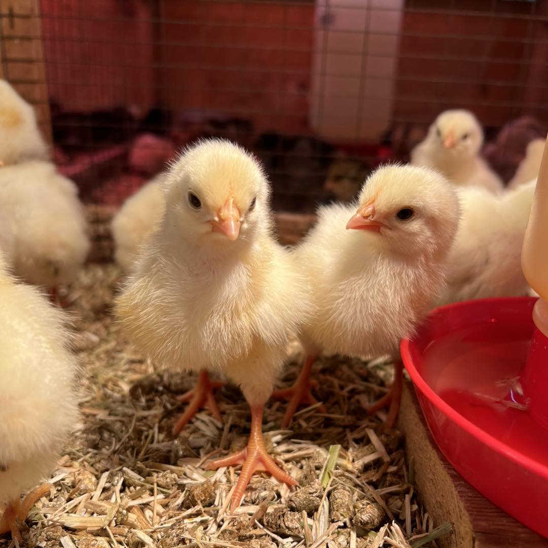 Pittsburgh Agway - Butler Agway photo