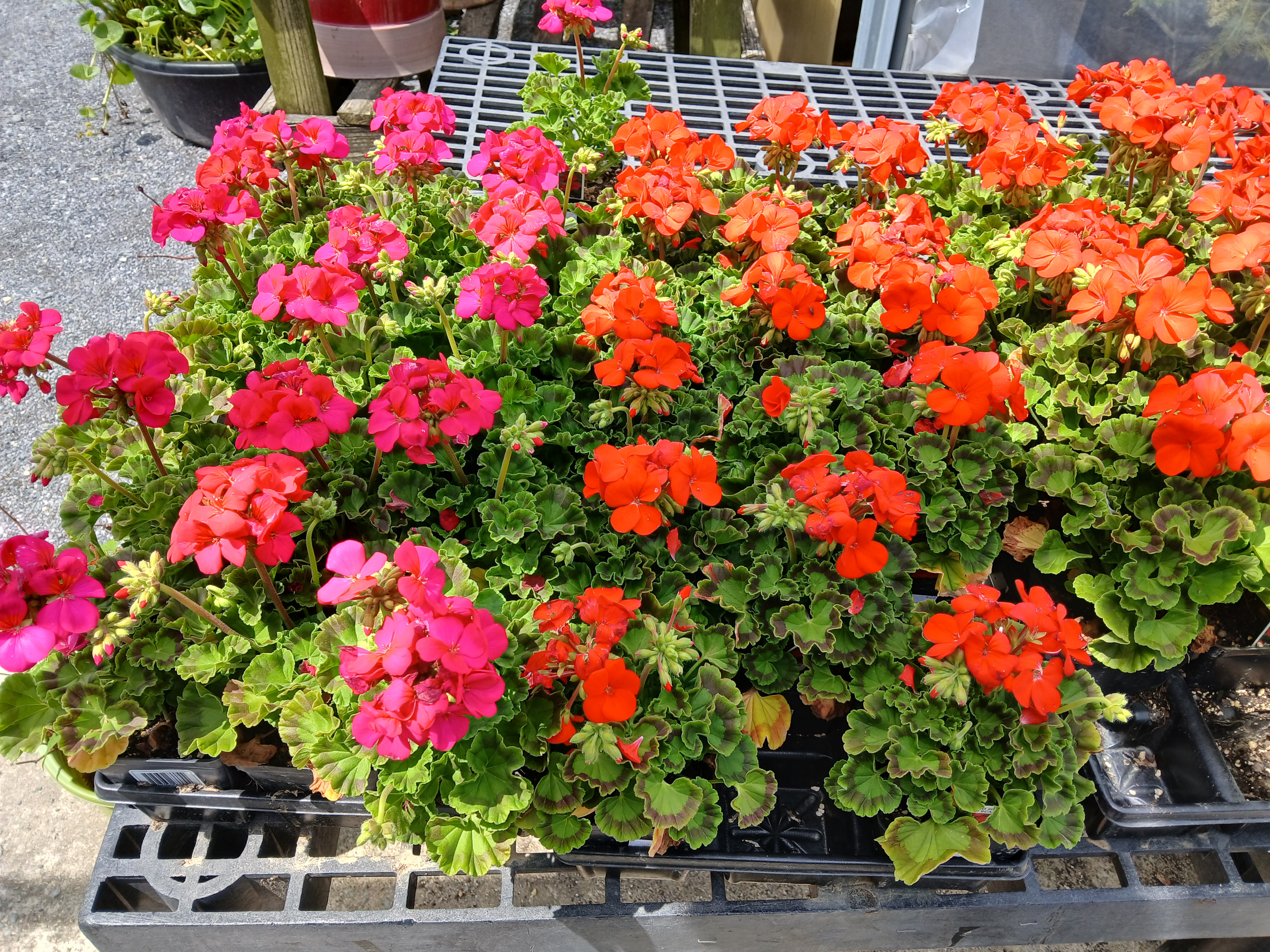 フラワー・ガーデニング Flower lovers Carlisle Country Living Agway - Carlisle, PA - Carlisle Country